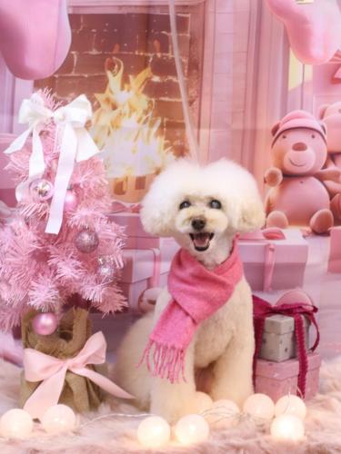 20241218ピッピちゃん